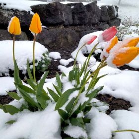 tn_IMG-20240423-WA0007