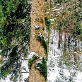 2026_bregenz_fluh16kl