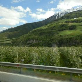 blütenfahrt24