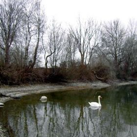 Schwan_2kl