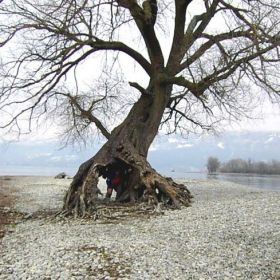 alter_Baum_2kl