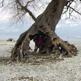 alter_Baum_3kl