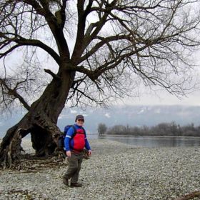 alter_Baum_4kl