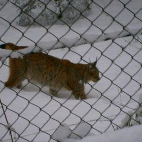 wildpark07