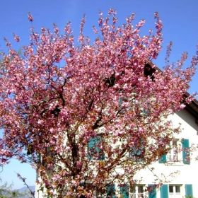 götzis-hohenems19