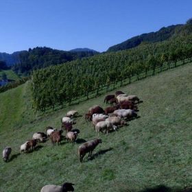 21_Schafe_i._Weinberg