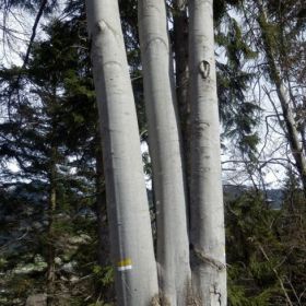 07-3-Schwestern