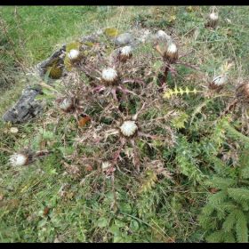 10__Silberdistel