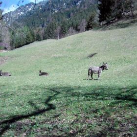 bludenz-braz34