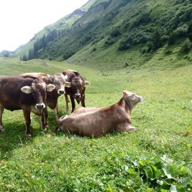 Lech08