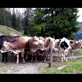 frassen22ok