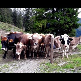 frassen23ok
