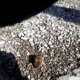20_Maus_