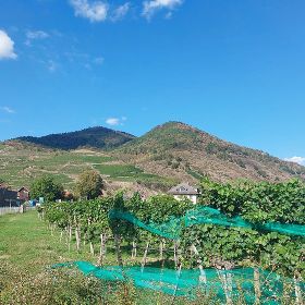 2026_wachau36kl